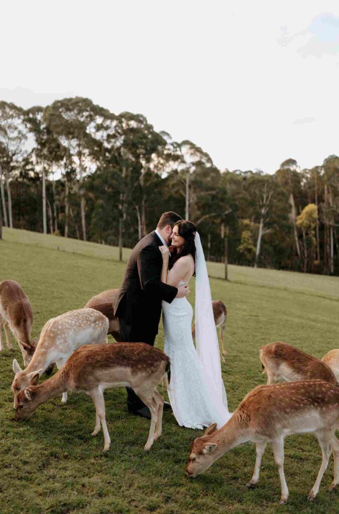 bride and groom surrounded by deer on a field